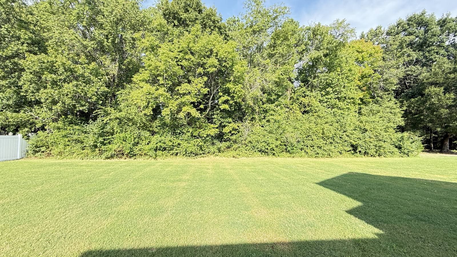 Overgrown wall of brush, privet, and vines along a backyard tree line in Youngsville, NC, before forestry mulching