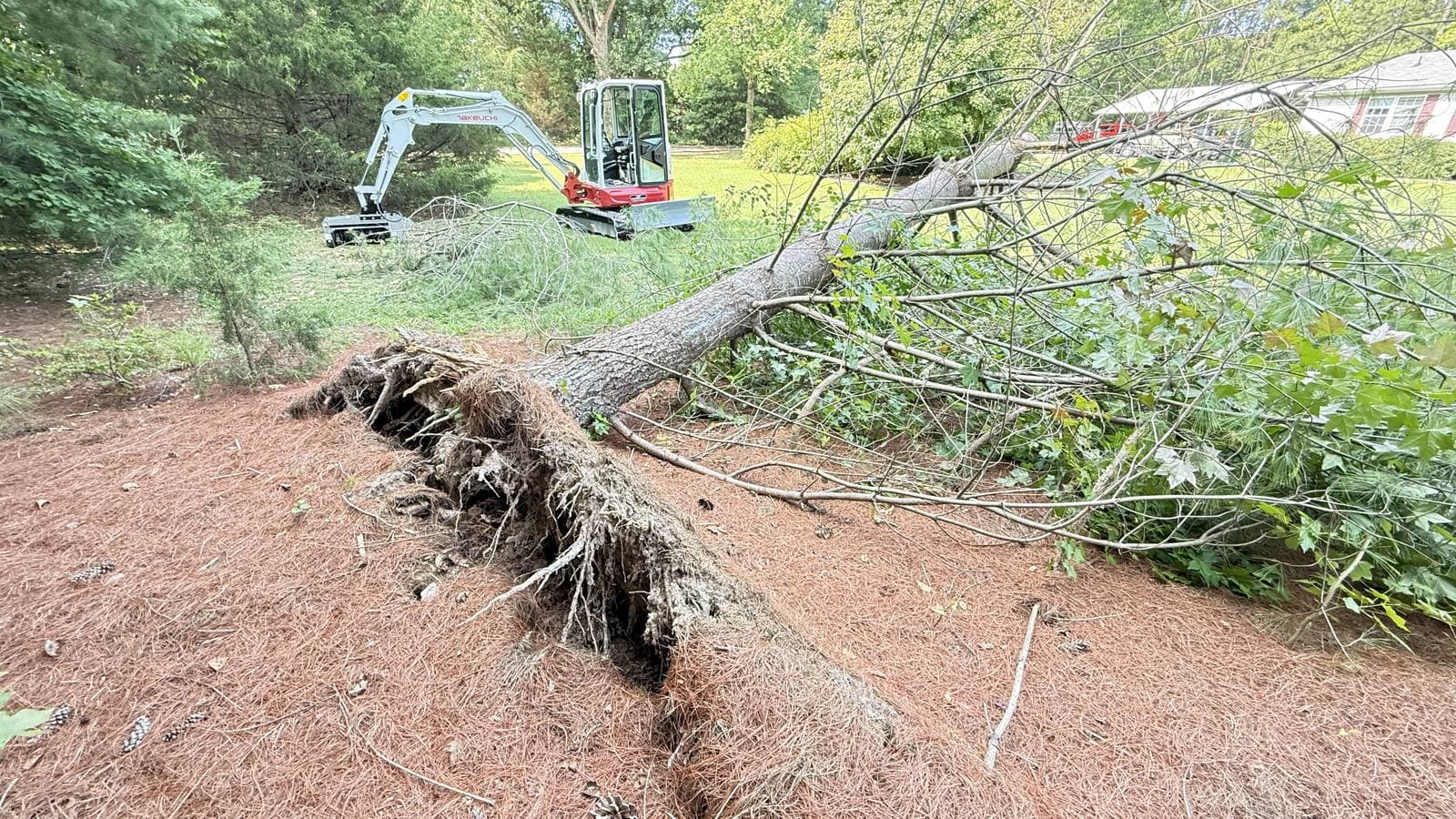Uprooted pine tree lying across pine straw with a mini excavator working in the background