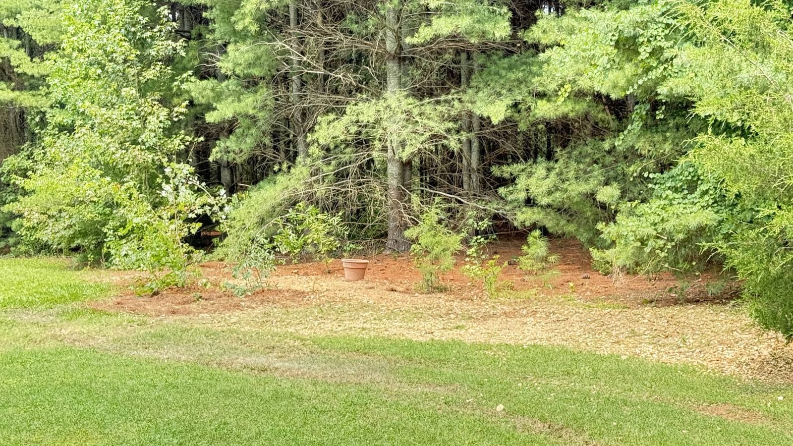 Cleared tree-line edge with a fresh mulch layer between a mowed lawn and pine woods