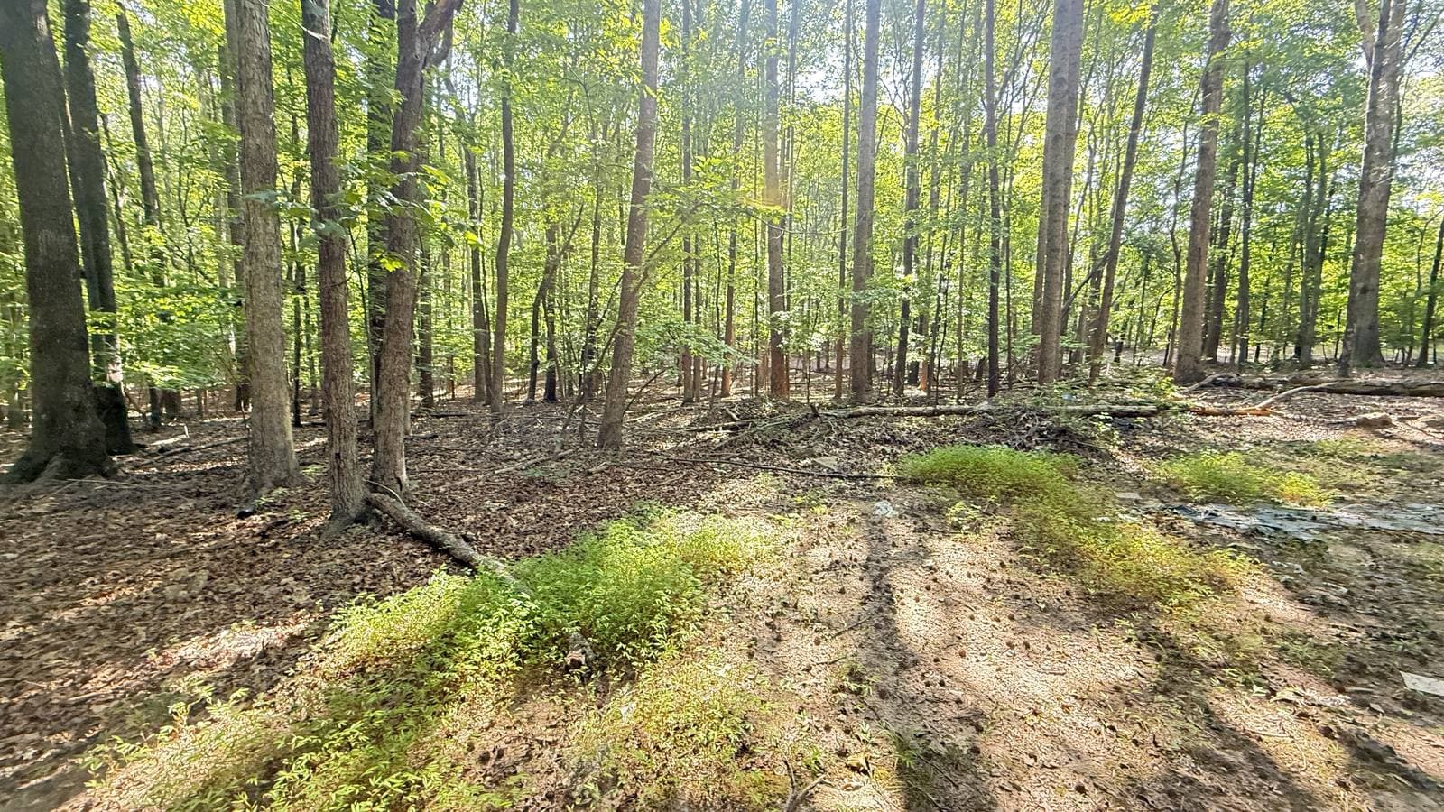 Sunlit hardwood forest floor after understory clearing, with low green regrowth and open sightlines between trunks