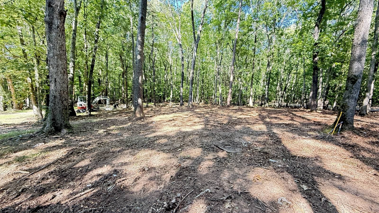 Open woodland floor under mature hardwoods after understory thinning, with a mini excavator in the background